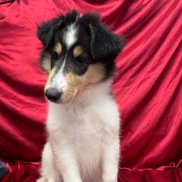 Sophie - White female Collie puppy in Groveland, Florida from Palmhaven Collies