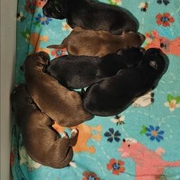 Viper - Agouti and white male Siberian Husky puppy in Urbana, Ohio from Fairhaven's Siberian Huskies
