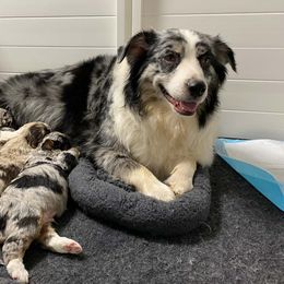 Aussiedoodle and Poodle Puppies from Superior AussieDoodles