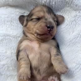 Black and Cream Dapple - Dapple female Dachshund puppy in Nampa, Idaho from Long_and_Low_Dachshunds