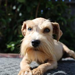 Kermit - Miniature Schnauzer