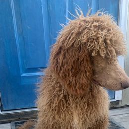 Ruby - Red  Poodle puppy in Greensboro, North Carolina from Joyful Poodles