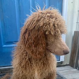 Ruby - Red  Poodle puppy in Greensboro, North Carolina from Joyful Poodles