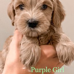 Australian Labradoodle Puppies from Green Mountain Australian Labradoodles