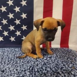 Zasha - Fawn brindled black female Chihuahua puppy in Mesa, Arizona from Sun Valley Chihuahuas & Malinois