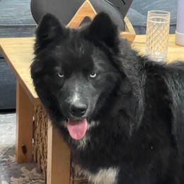 Ash - Siberian Husky