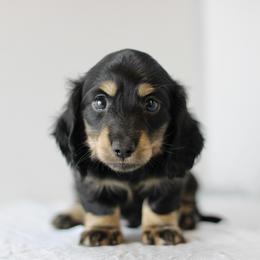 Nigel - Black and cream male Dachshund puppy in Alto, Texas from Prima Dachshunds