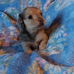 AKC - Bonnie - Red Dachshund puppy in Albertville, Alabama from Jana Rae's