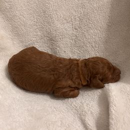 Brown collar - Red  male Goldendoodle puppy in North Carolina from Lynes of Doodles