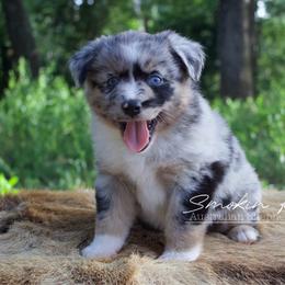 Mimosa - Blue merle female Australian Shepherd puppy in Grapeland, Texas from Smokin K Aussies