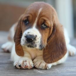 Female 2 - Mahogany and white female Basset Hound puppy in Georgia from Huff's Hounds