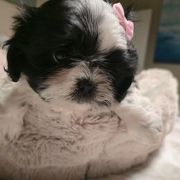 Cutie pie - Black and white female Shih Tzu puppy in Filer, Idaho from Shih Tzu Kennels