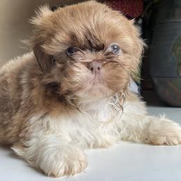 Girl 1 Blondi - Gold and white female Shih Tzu puppy in Troy, Michigan from "Shihtzu Best Friend"