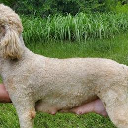 Poodles from Storm K9 Kennels