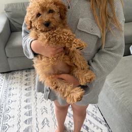 Poodle puppies from Cuddle Paws Poodles