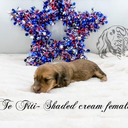 Te Fiti - Cream female Dachshund puppy in Prairieville, Louisiana from Southern Barron Danes & Dachshunds
