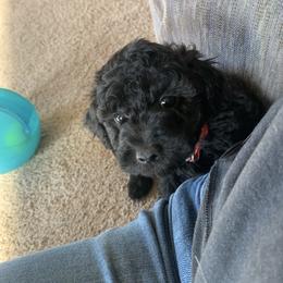 Moose - Black male Goldendoodle puppy in Haddam, Kansas from Golden B Acres