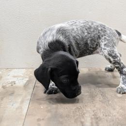 Black Girl 9087 - Black and white female German Shorthaired Pointer puppy in Spring Hope, North Carolina from Hogan’s Lowrider Hounds