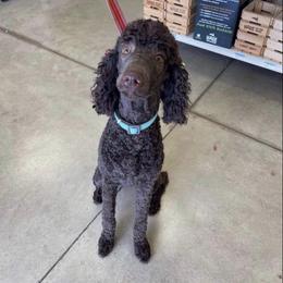 Gracie - Poodle