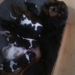 Black-tan girl - Black and tan female Cavalier King Charles Spaniel puppy in Marcellus, Michigan from Coolcreek Pets