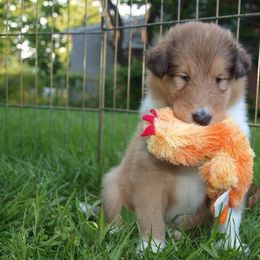 Collie Puppies from Winterberry Collies