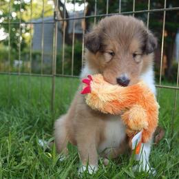 Collie Puppies from Winterberry Collies