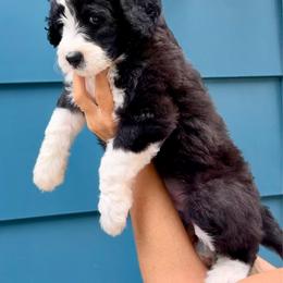 Lincoln - male Aussiedoodle puppy in Blue Springs, Missouri from Jeanie’s Doodles