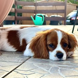 Cavalier King Charles Spaniel Puppies from Hungarian Cavaliers of Nashville