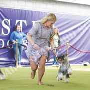 Standard Schnauzers from Monarca Standard Schnauzers