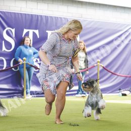 Standard Schnauzers from Monarca Standard Schnauzers