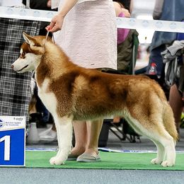 Siberian Huskies from Andamar Siberians