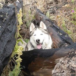 Siberian Huskies from Kim's Huskies