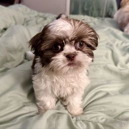 Missy - Liver and white female Shih Tzu puppy in Stroud, Oklahoma from Laik’s Little Shihtz & Poms
