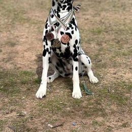 Posh - Dalmatian