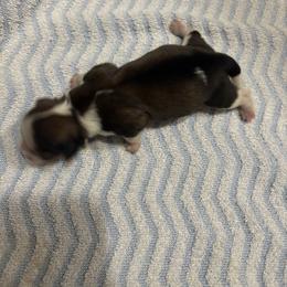 Shihtzu Maltese mix - Cream and white male Shih Tzu puppy in Manlius, New York from Dorothy Agrippino's Shih Tzus