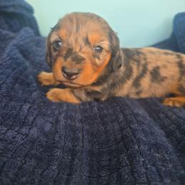 Star - Dapple female Dachshund puppy in Riverdale, Utah from Holly Jolly Dachshunds