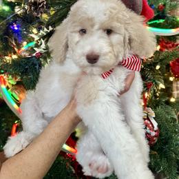 Bernedoodle Puppies from Dulcito Bernedoodles