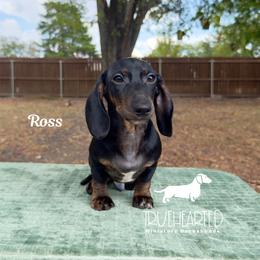 Ross - Black and tan male Dachshund puppy in Royse City, Texas from Truehearted Miniature Dachshunds
