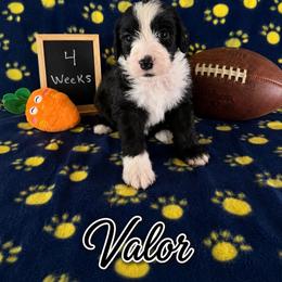 Valor - Black and white male Sheepadoodle puppy in Glen Rose, Texas from Clevenger’s Sheepadoodle Fur Baby Farm