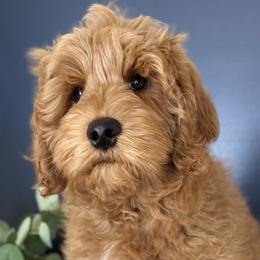 Mr Black - Red  male Goldendoodle puppy in Norton Shores, Michigan from Dune Pack Doodles and Poodles