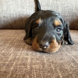Heaven - Black and tan female Dachshund puppy in Tonopah, Arizona from Brandie's Dachshunds