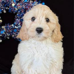 Dakota - Cream male Australian Labradoodle puppy in Washington, North Carolina from Pamlico Labradoodles