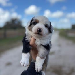 Flash - Blue merle male Toy Australian Shepherd puppy in Polk City, Florida from Skaky Shepherds