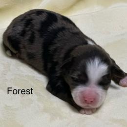 Forest - Blue merle male Aussiedoodle puppy in Charlestown, Indiana from Forever Aussies and A Doodle