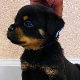 Rottweilers from Rj Hackett