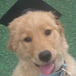 Golden Retrievers from Good As Gold Retrievers