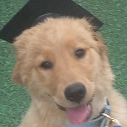 Golden Retrievers from Good As Gold Retrievers
