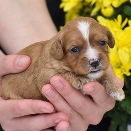 Rosie - Red female Cavapoo puppy in Narvon, Pennsylvania from Stoltzfus Family Puppies (license number 18844)