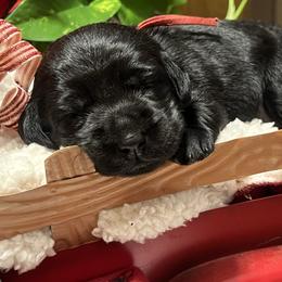 Red - Black female Labrador Retriever puppy in Heath Springs, South Carolina from Rich Hill Retrievers