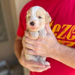 Boy 2 - Red male Bernedoodle puppy in Surprise, Arizona from Huckleberry Doodles